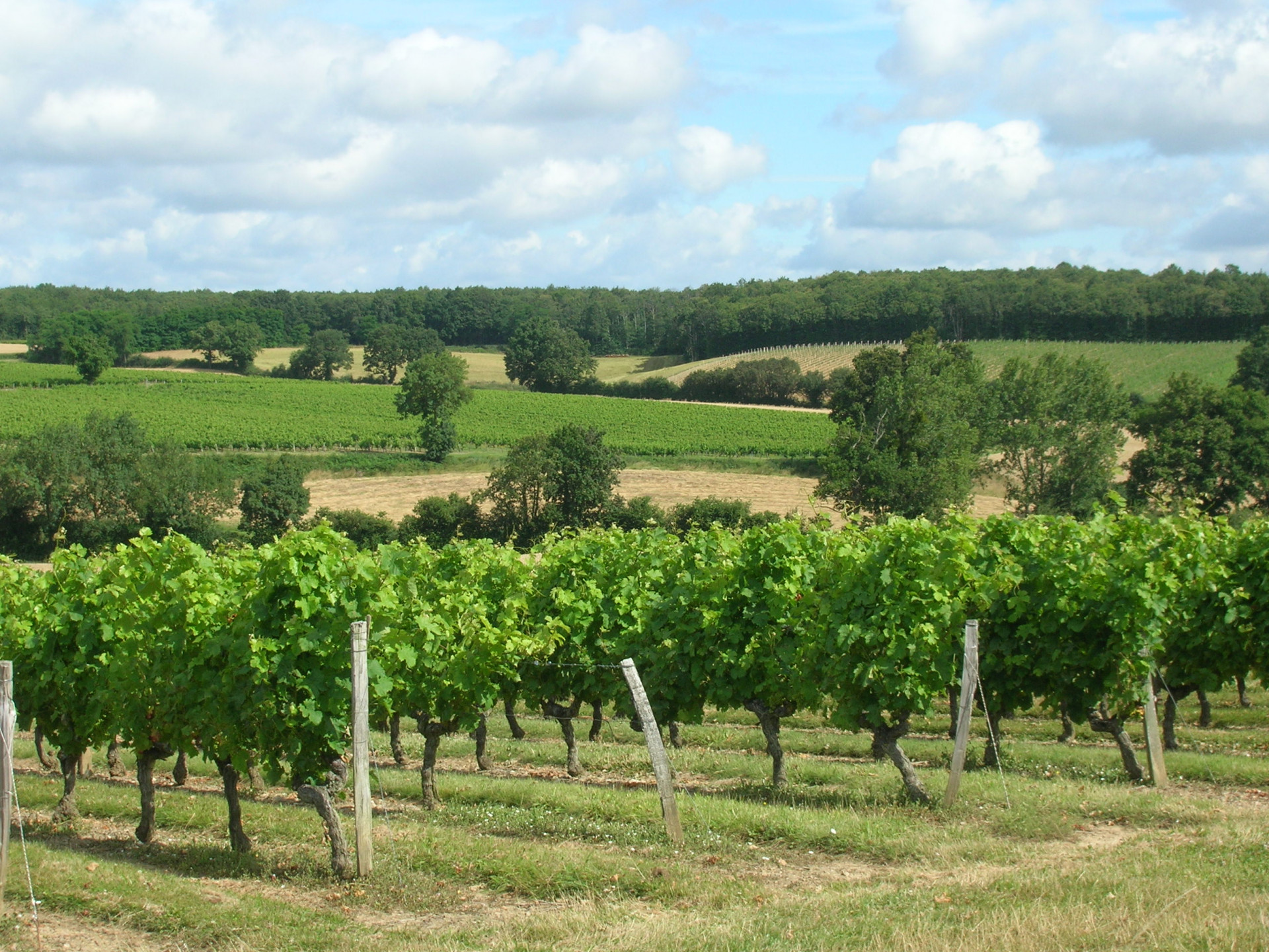 Domaine Viticole Vin Vigne Dégustation Produits locaux Balade Visite Trottinettes