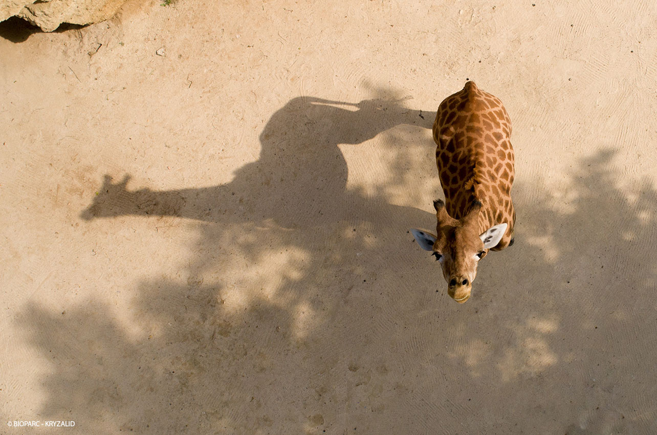 BIOPARC_Weekend-projets-nature.jpg