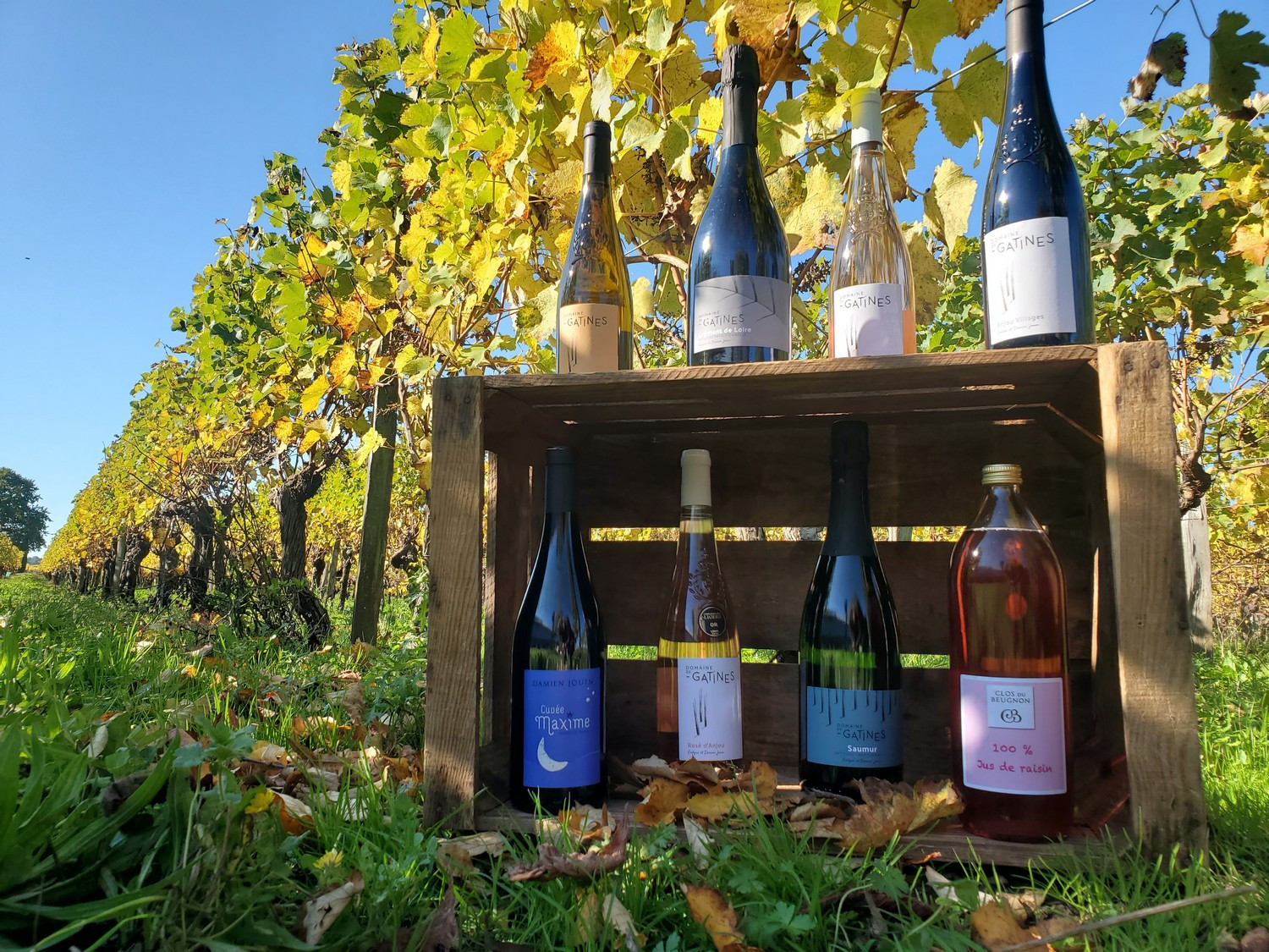 Vin Vigne Vignoble Vigneron Cuvée Dégustation