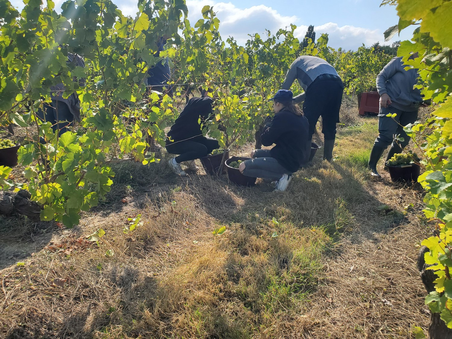 Vin Vigne Vignoble Vigneron Cuvée Dégustation