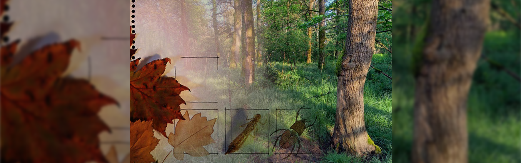 ens-653462 ens-653462