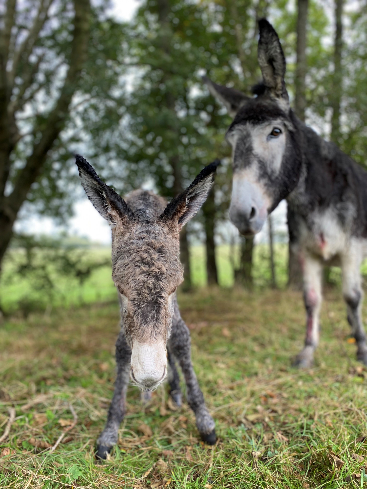 gites-de-letang-des-noues-anes-cholet-49-652709 - © Givelet gites-de-letang-des-noues-anes-cholet-49-652709