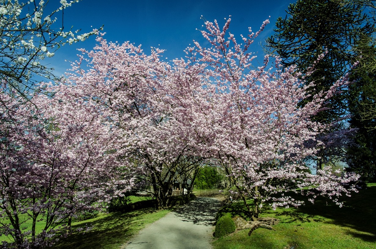 hanami-parc-oriental-maulevrier-49