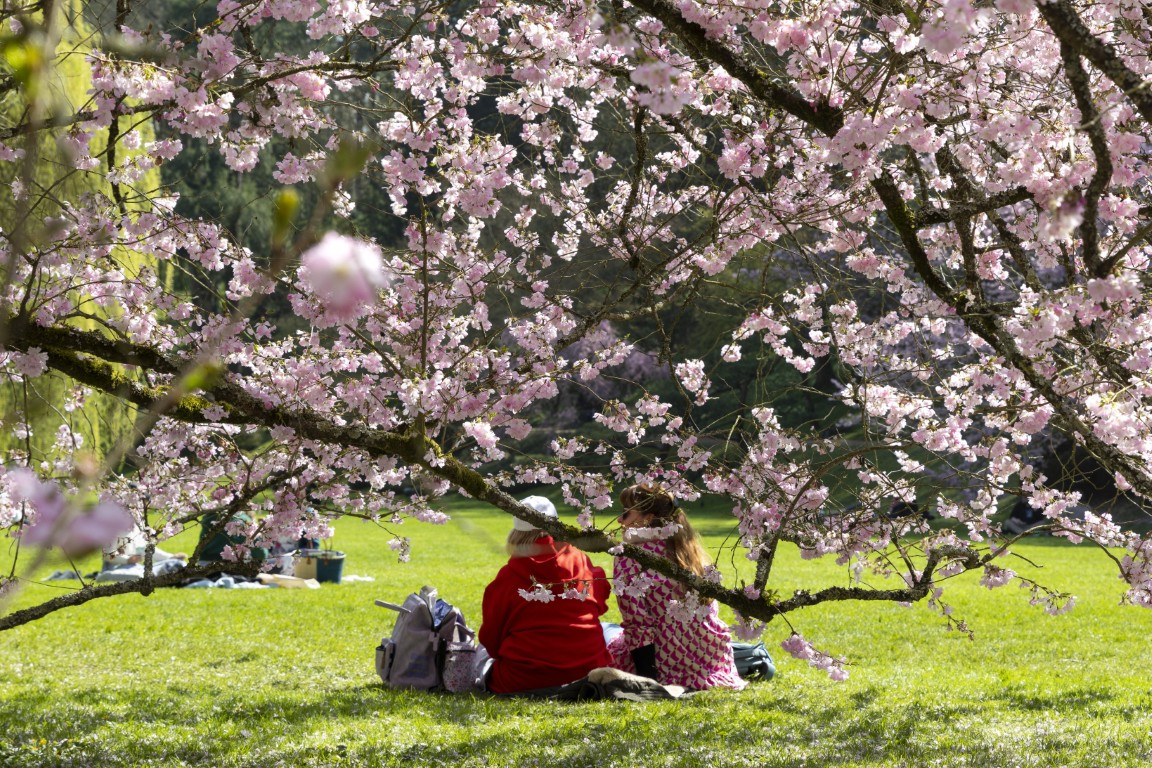 Parc Oriental Fleurs Cerisiers Animation Maulévrier