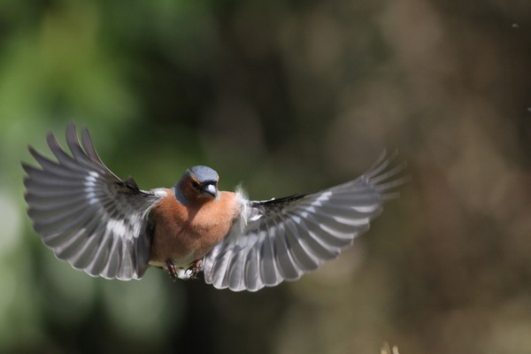 LPO Initiation Chants Oiseaux Nature Observation Etang du Lys Vihiers