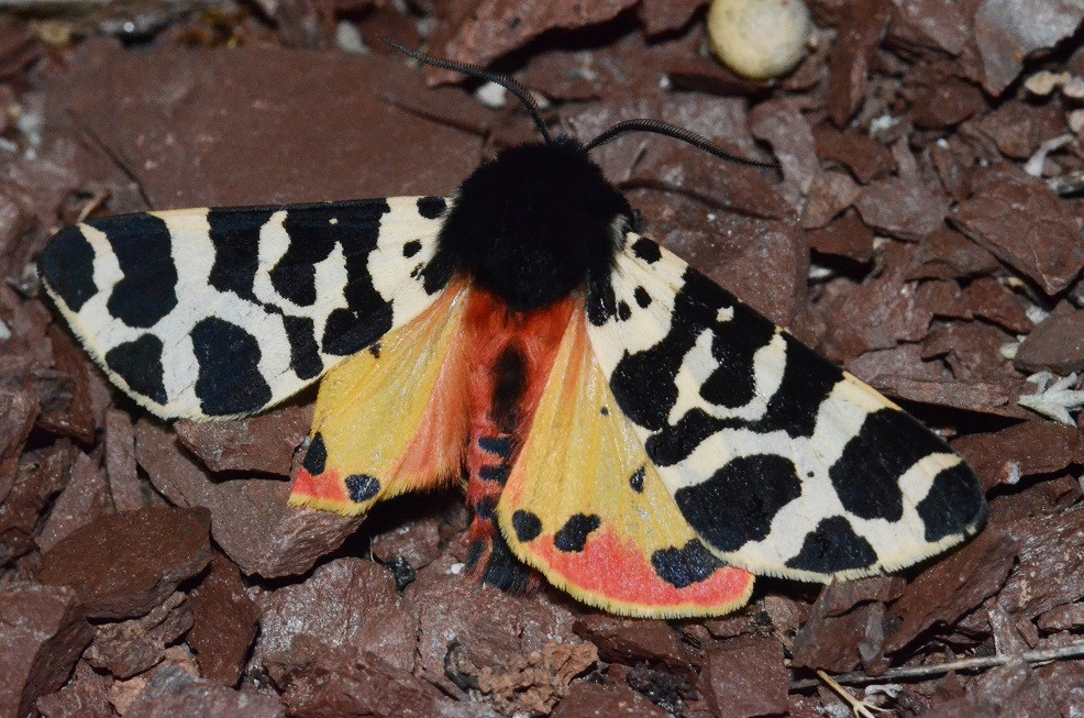 Inventaire des papillons de nuit