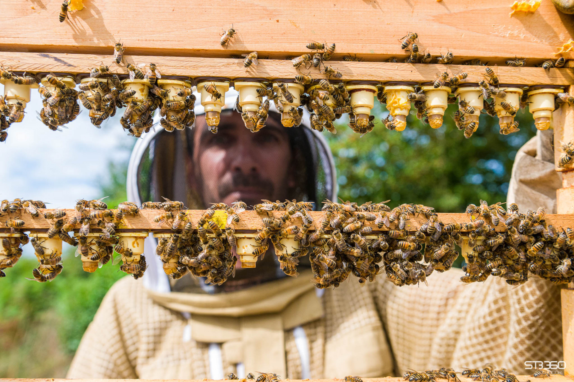 les-abeilles-de-l-oumois-Camille LESUR