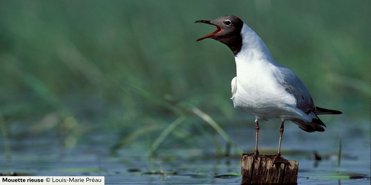 les-oiseaux-de-l'étang-des-noues-cholet-49