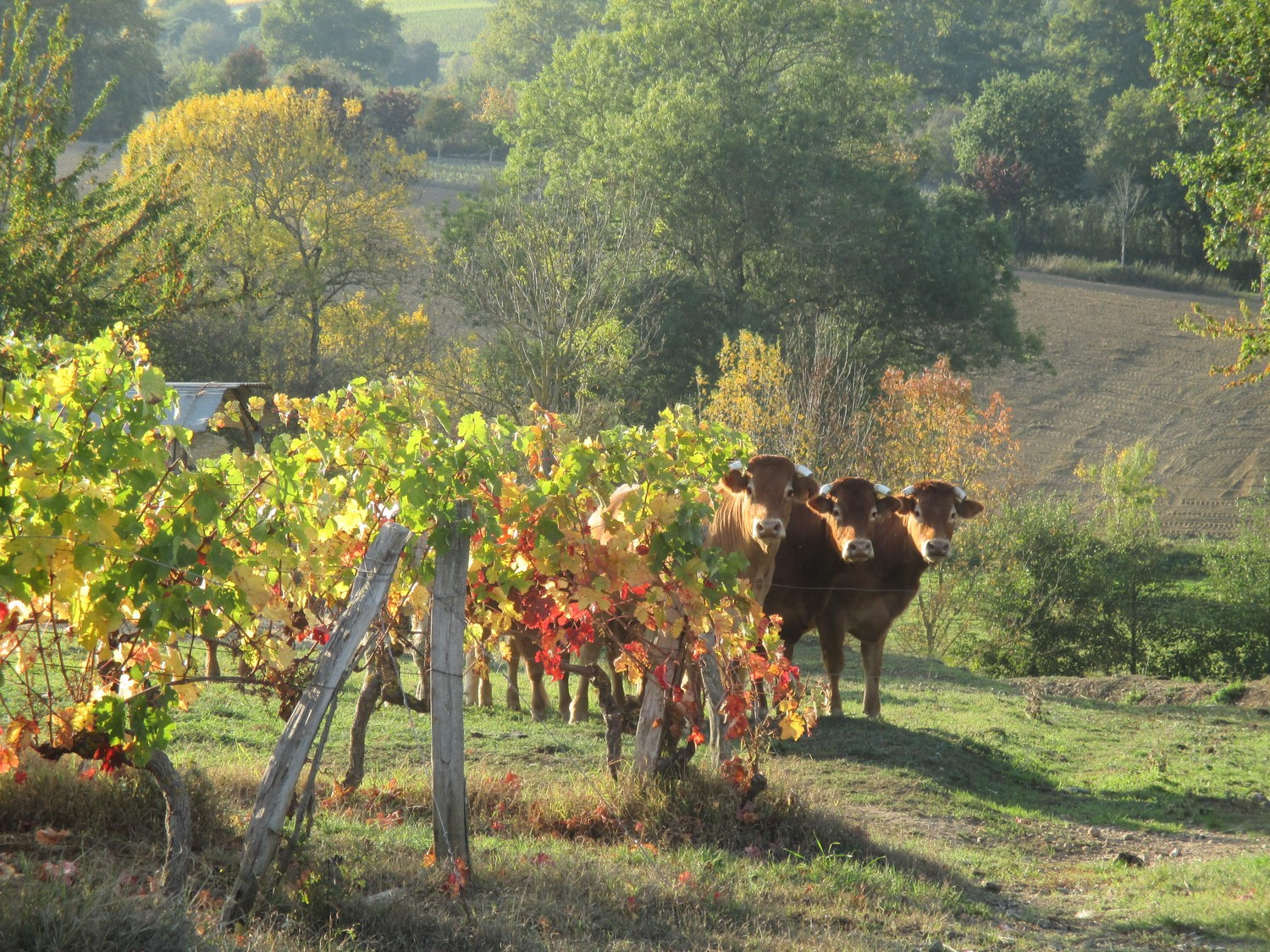 portes ouvertes domaine viticole vin vigneron dégustation trémont