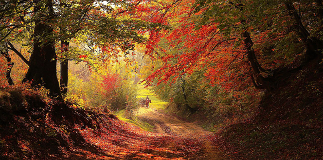 Promenade à l'Automne