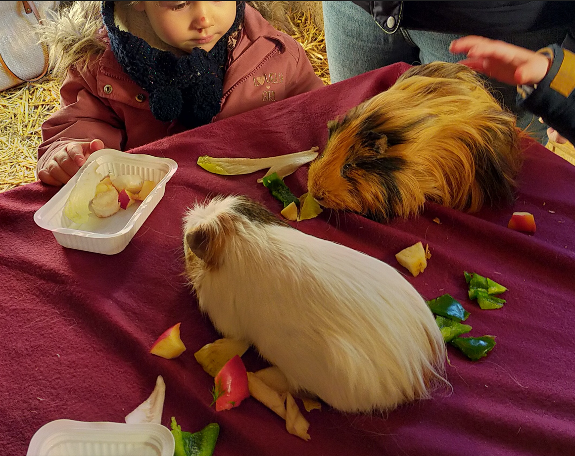 seance-mediation-animale-la-tessoualle-49