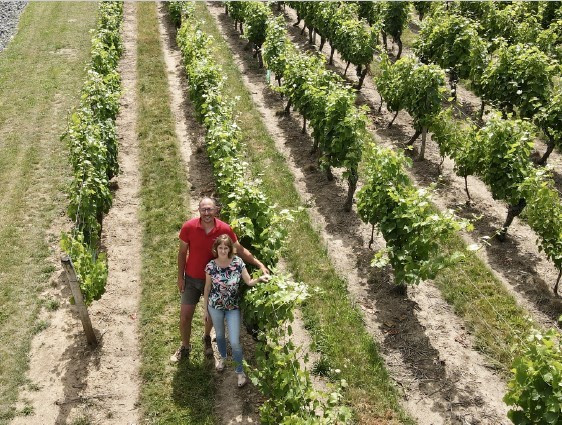 Vin Vigne Vignoble Vigneron Cuvée Dégustation
