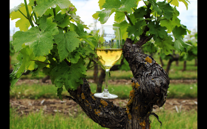 Domaine du Petit Clocher - © Domaine du Petit Clocher Domaine du Petit Clocher