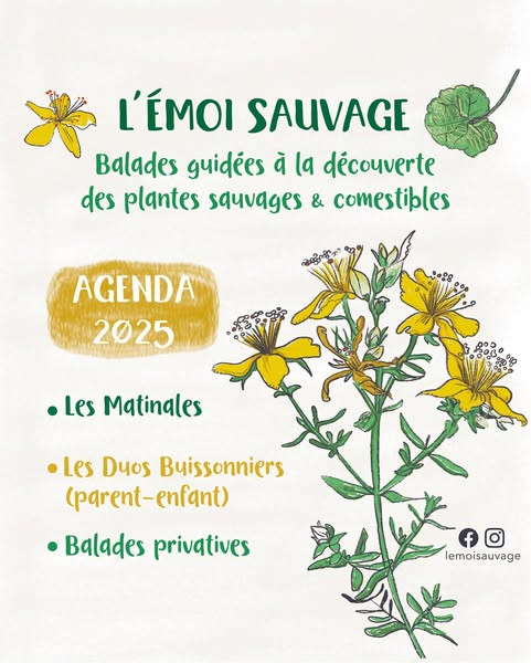 emoi-sauvage cholet