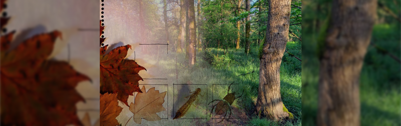 Sortie nature beaurepaire cléré