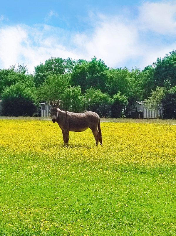 gîtes-les-logis-de-loumois-maulevrier-49