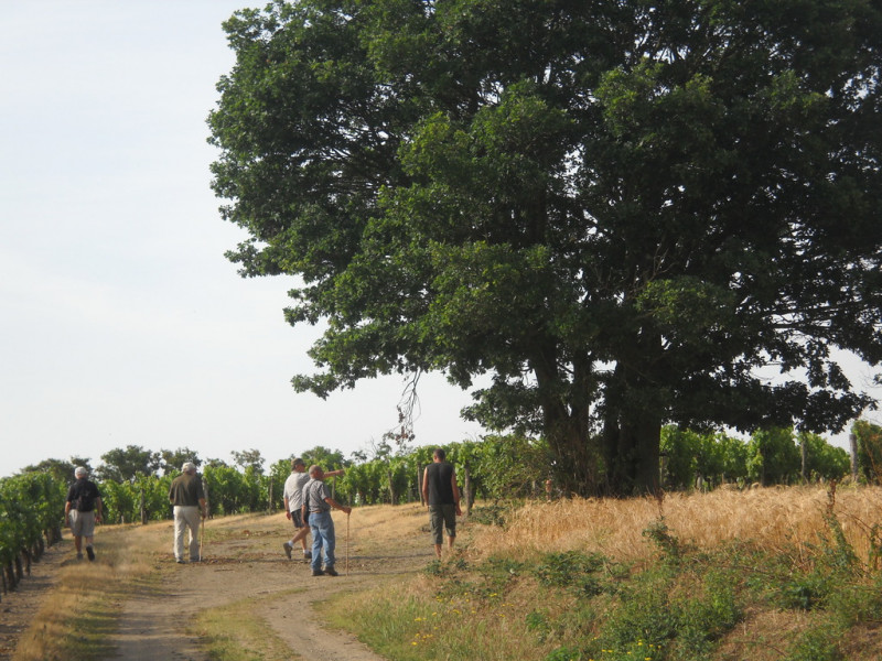 Randonnée Pédestre Nature Promenade Balade Marche