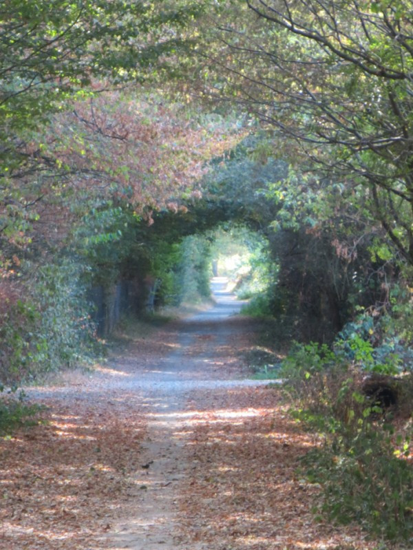 Sortie en forêt6
