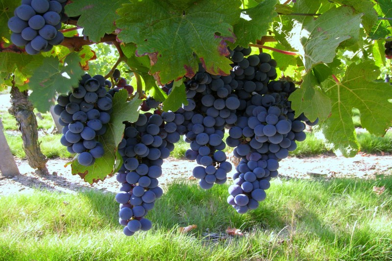 vigne-le-choletais-49-258048-540975 - © OTC vigne-le-choletais-49-258048-540975