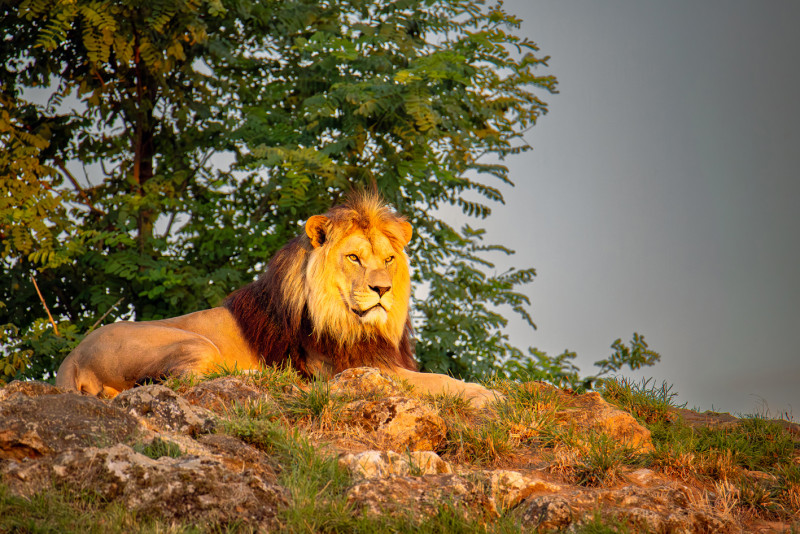 Agenda manifestation Bioparc Vos soirées d’exception Doué-en-Anjou